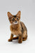 Adorable Wilson Somali Kitten with large ears and golden-brown fur sitting upright