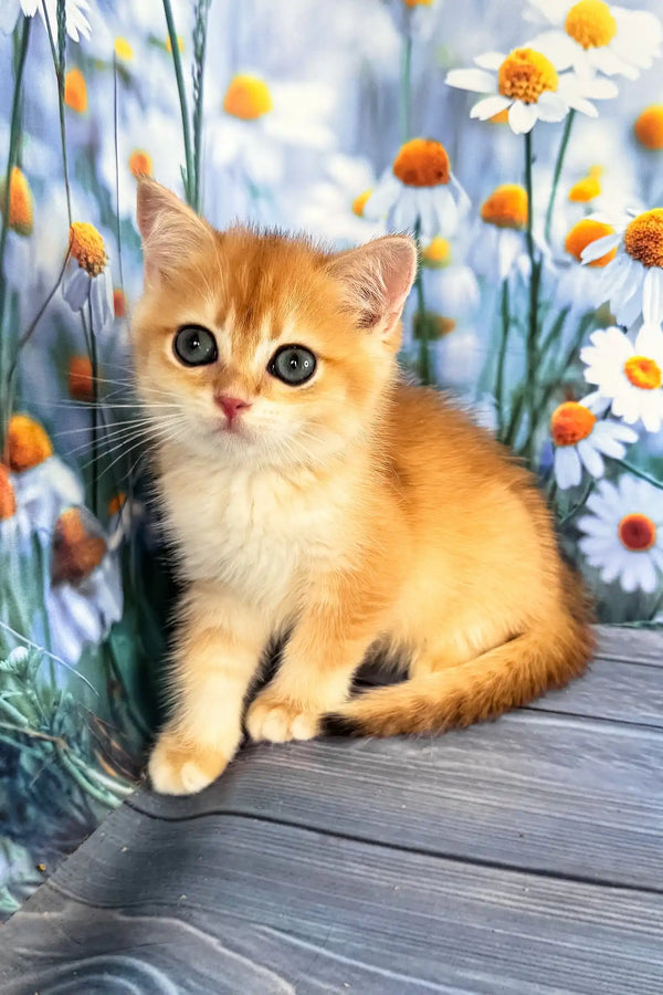 Winky | scottish straight kitten