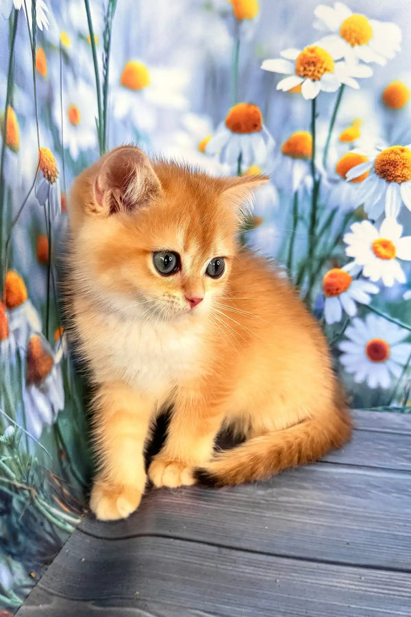 Winky | scottish straight kitten