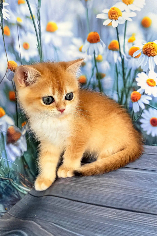 Winky | scottish straight kitten