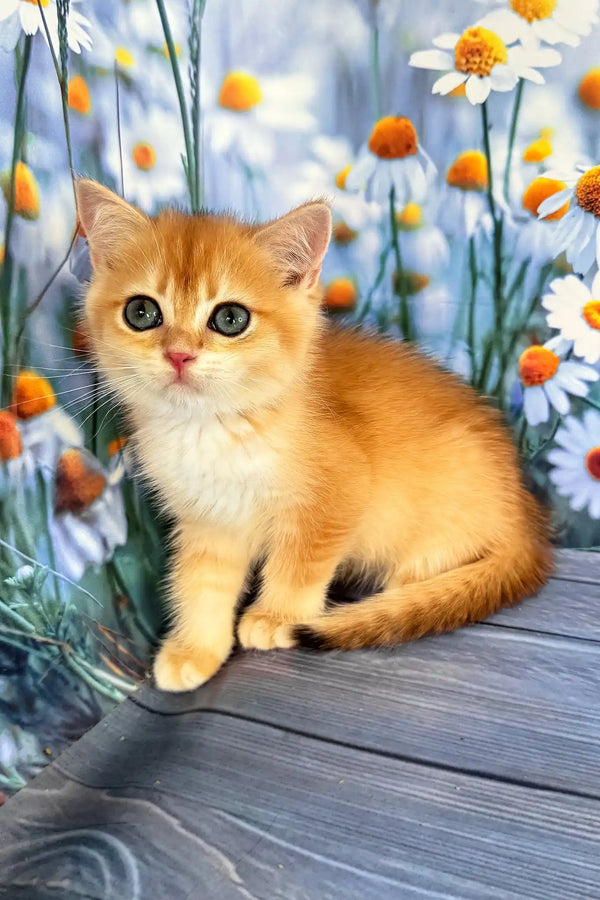 Winky | scottish straight kitten