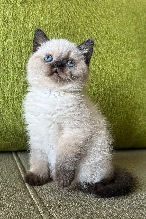 Adorable blue-eyed kitten named Winnie from the Scottish Straight breed