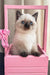 Cute Blue-eyed kitten in a pink crate for Winnie the Scottish Straight Kitten