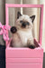 Siamese kitten in a pink basket, perfect for the Winnie Scottish Straight Kitten product