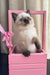 Playful Siamese kitten in a pink crate with a ribbon for Winnie Scottish Straight