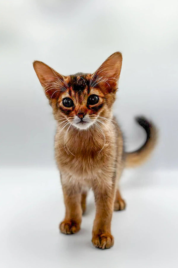 Curious Somali kitten named Winnie with big ears and bright eyes ready to charm you