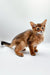 Slender Somali Kitten named Winnie with reddish-brown fur and big ears