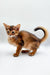 Meet Winnie, the adorable Somali kitten with a fluffy tail and ticked coat