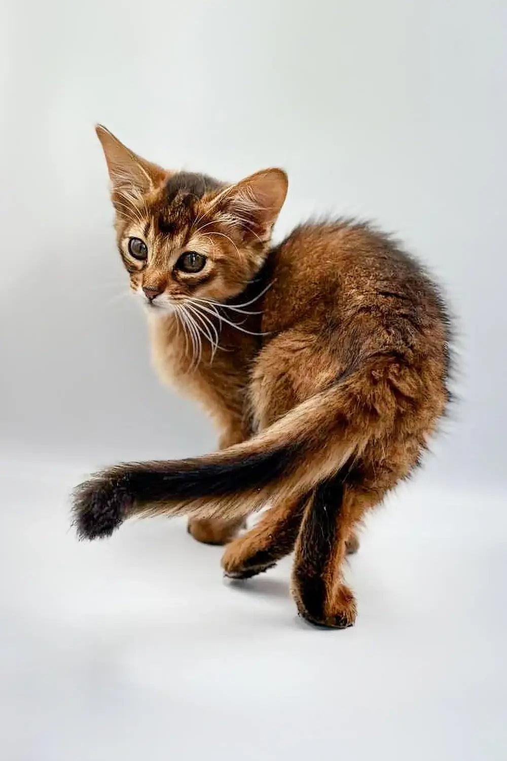 Young Abyssinian kitten with big ears, meet Winnie the adorable Somali Kitten