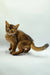 Adorable Young tabby Somali Kitten named Winnie with a fluffy tail on a plain surface