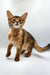 Curious Abyssinian kitten with ticked fur, meet Winnie, your future Somali kitten friend!