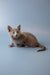 Gray Russian Blue kitten Winny sitting alert with perked ears, looking curious