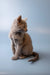 Gray Russian Blue kitten sitting upright with an alert expression, looking adorable