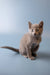 Gray Russian Blue kitten sitting upright with an alert expression