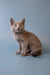 Beige kitten sitting upright, alert and wide-eyed, perfect for a Russian Blue lover