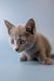 Adorable Gray Russian Blue Kitten with wide, alert eyes ready for a new home