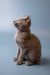 Adorable Gray Russian Blue Kitten sitting upright and gazing upwards with curiosity