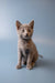 Gray Russian Blue kitten sitting upright with an alert expression, looking adorable