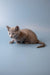 Gray Russian Blue kitten with alert eyes crouching on a plain surface