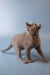 Gray Russian Blue kitten standing alert with head tilted up, looking cute and curious