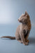 Gray Russian Blue kitten sitting upright, looking alert and adorable