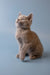 Gray Russian Blue kitten sitting upright and gazing attentively upward