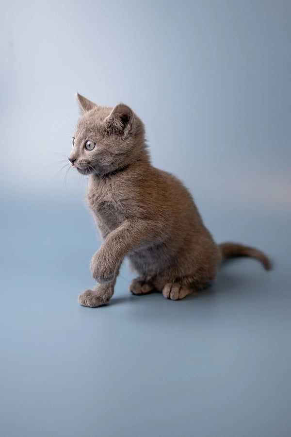 Gray Russian Blue kitten sitting upright with an alert expression, looking adorable