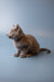 Gray Russian Blue kitten sitting alertly, showcasing its adorable blue fur