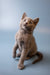 Gray Russian Blue kitten sitting upright, looking curious and adorable