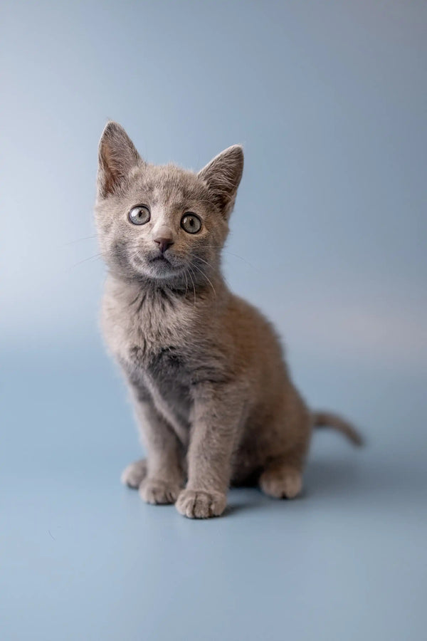 Gray Russian Blue kitten sitting upright with an alert expression, super cute!