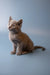 Adorable Gray Russian Blue Kitten sitting upright with a curious expression