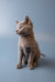 Gray Russian Blue kitten sitting upright with an alert expression