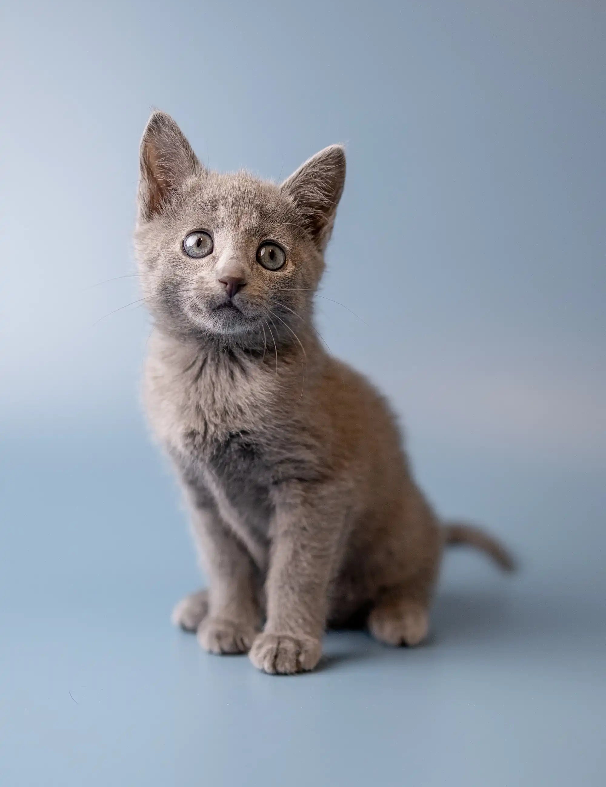 Ukranian Blue Kittens For Sale Winny | Russian Kitten