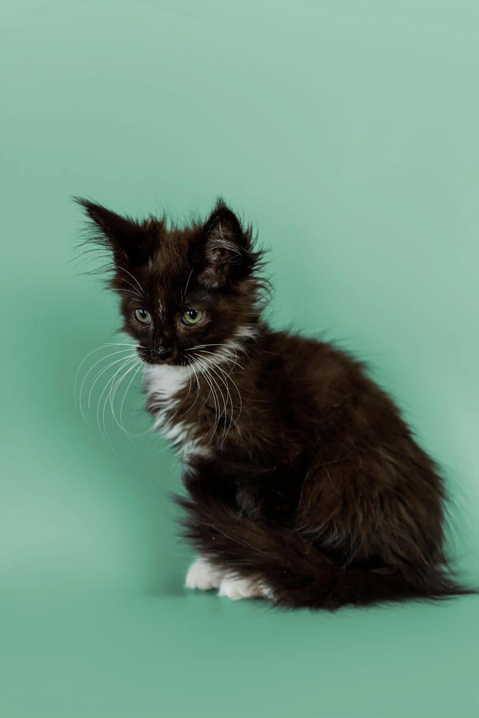 AVADA - Best Sellers Winona | Maine Coon Kitten