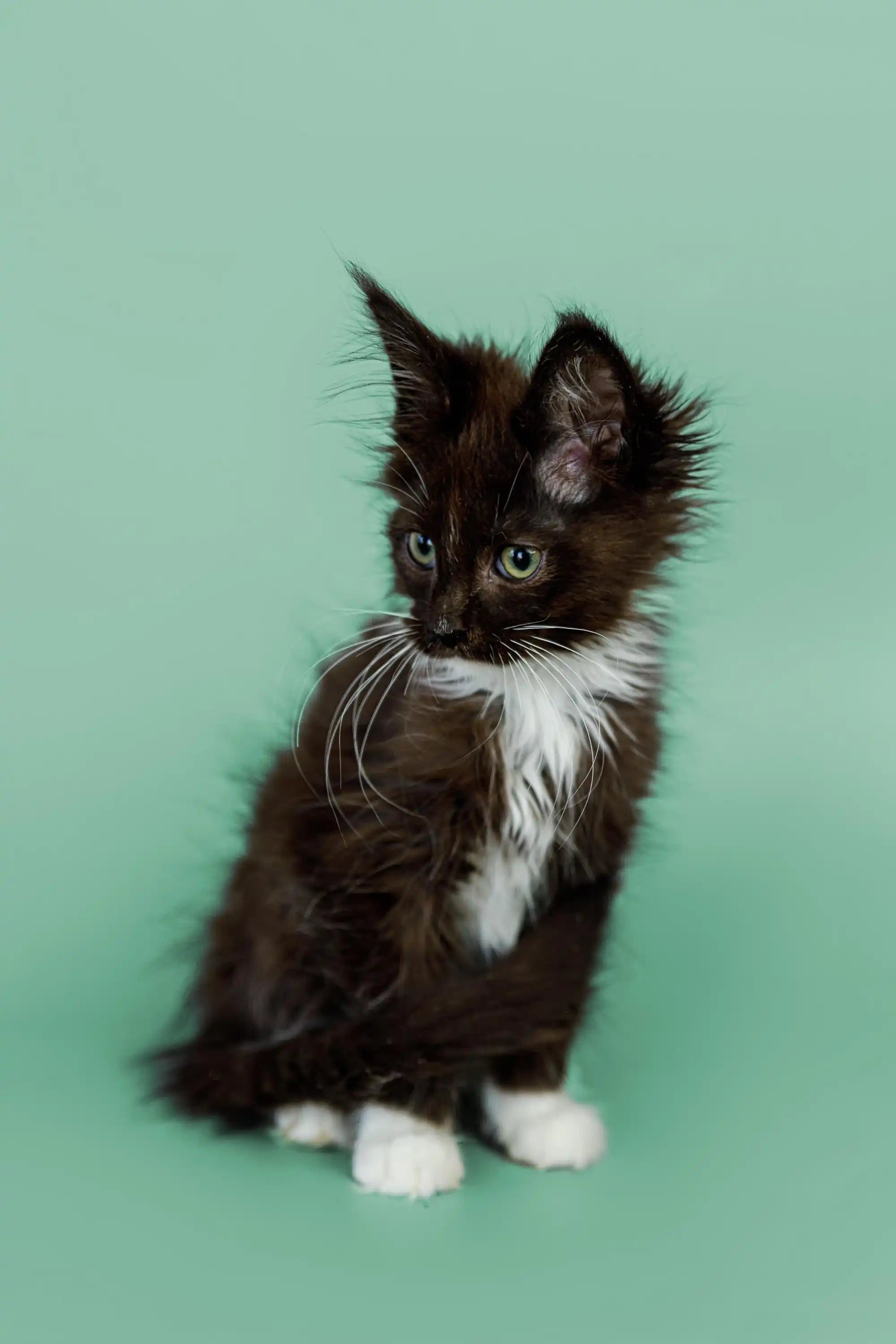 AVADA - Best Sellers Winona | Maine Coon Kitten