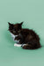 Black and white fluffy Maine Coon kitten sitting against a plain backdrop