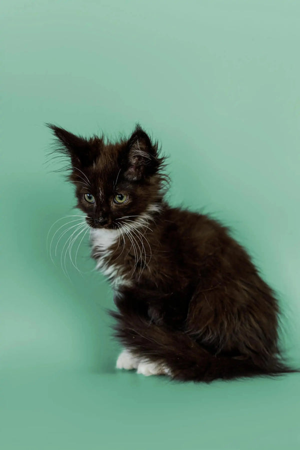 Adorable black and white fluffy Maine Coon kitten with alert ears and whiskers