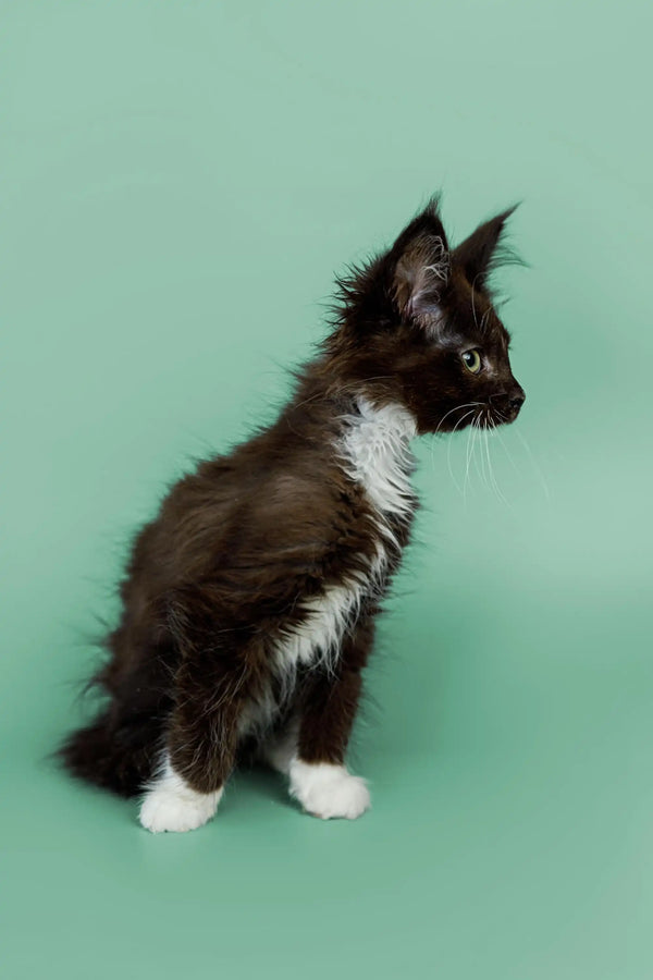 Adorable Black and White Maine Coon Kitten with Fluffy Fur Sitting Upright