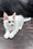 Wins | Maine Coon Kitten