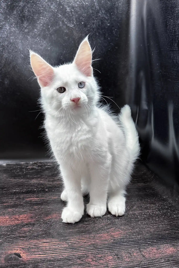 Wins | maine coon kitten