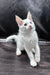 Wins | maine coon kitten