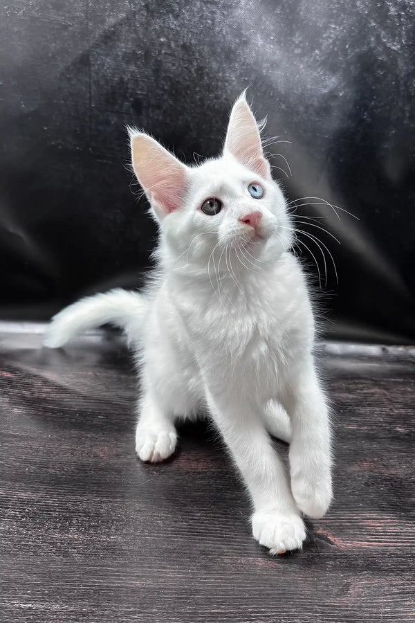 Wins | maine coon kitten