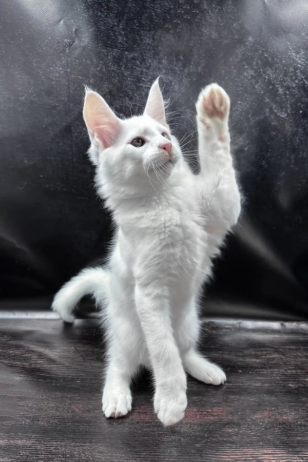 Wins | maine coon kitten