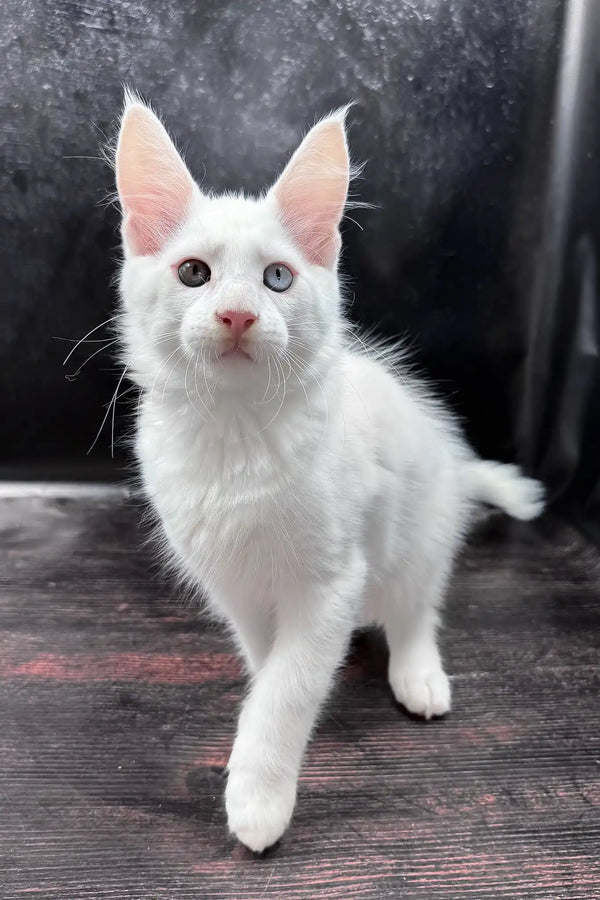 Wins | maine coon kitten