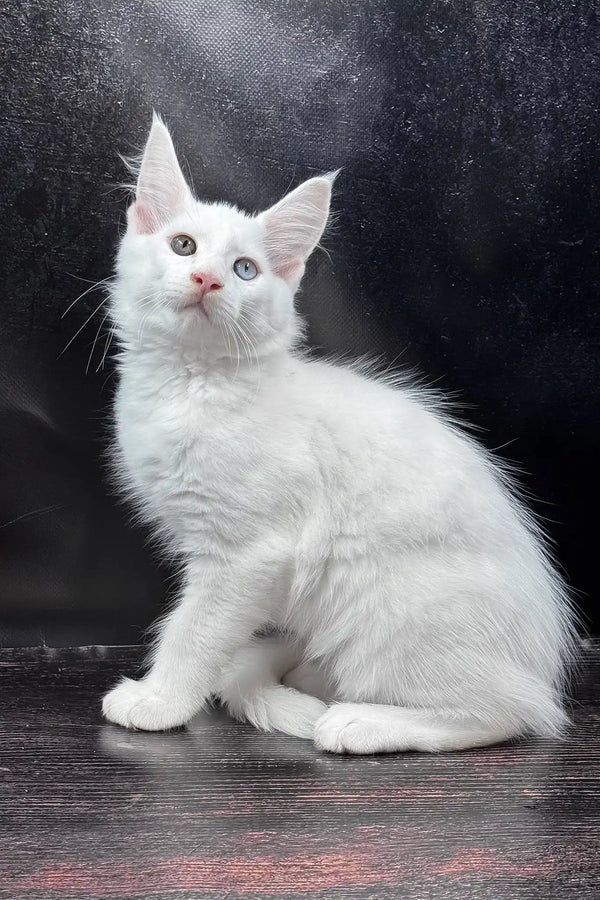 Wins | maine coon kitten