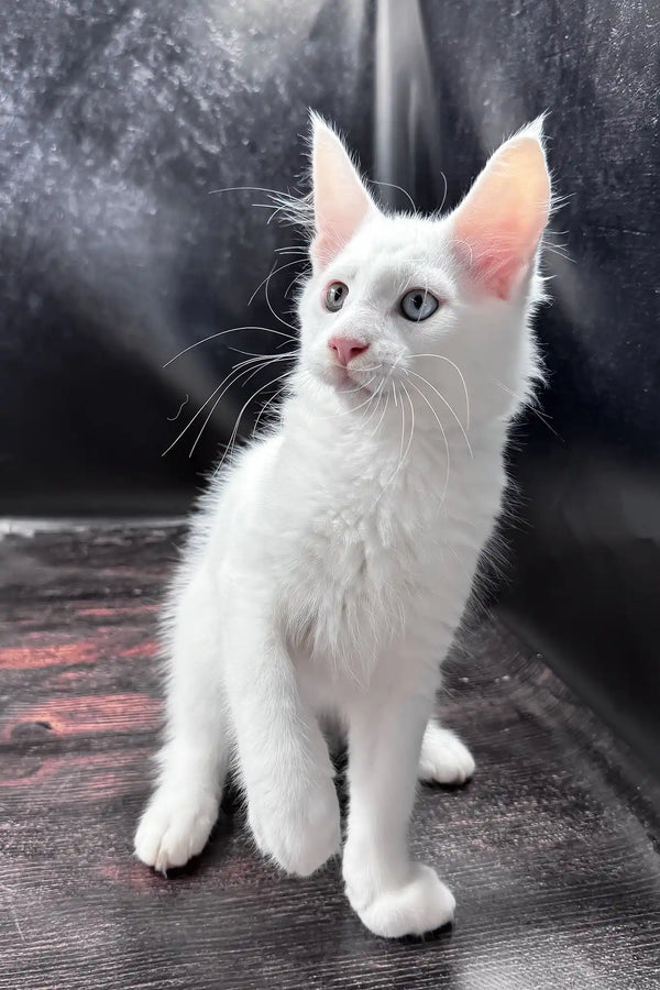 Wins | maine coon kitten