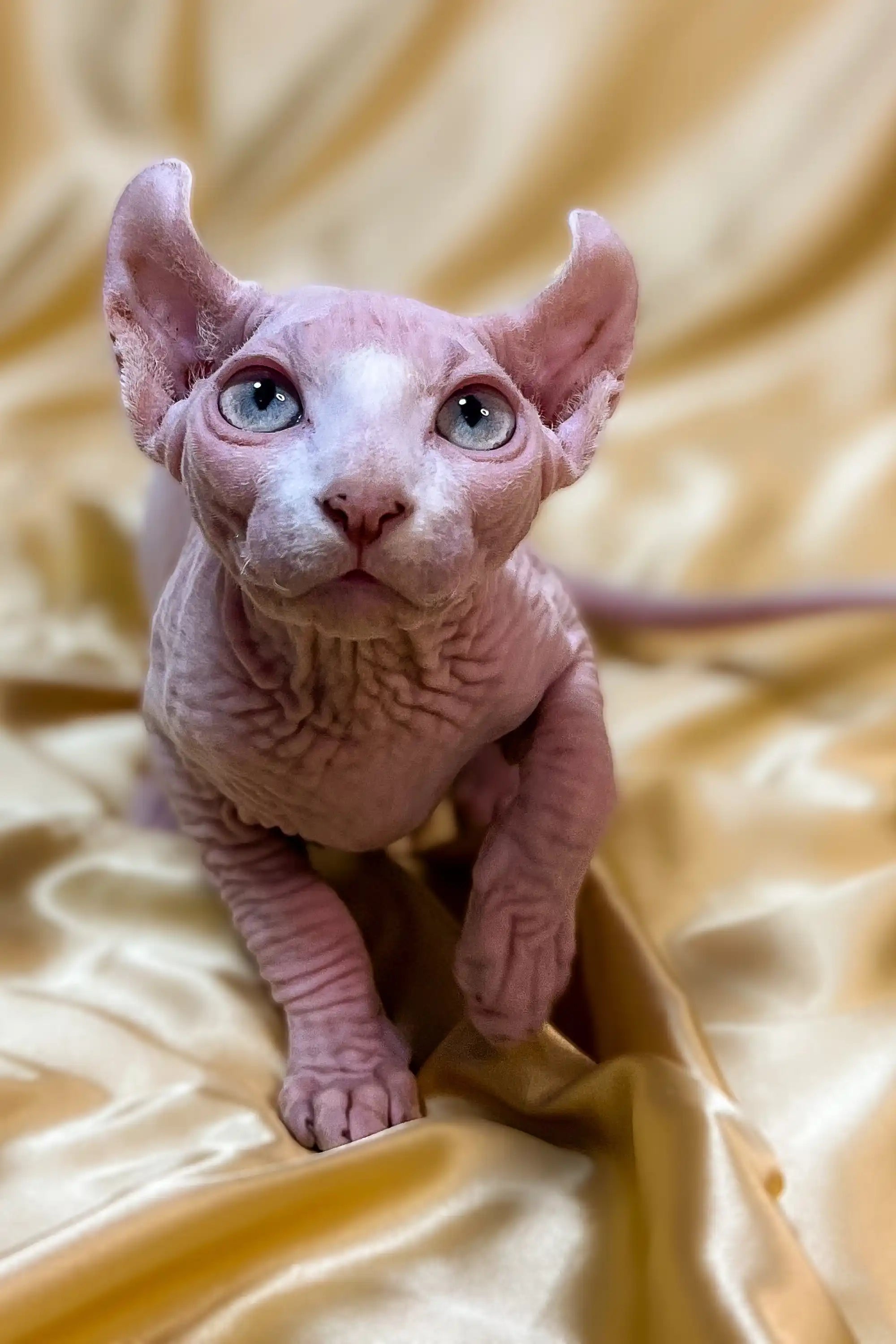 Hairless Sphynx Kittens for Sale Winston | Elf Kitten