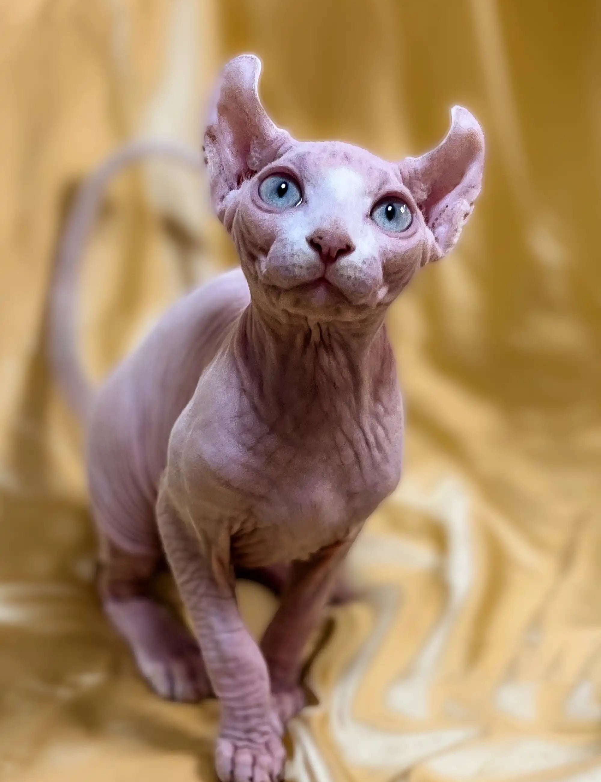 Hairless Sphynx Kittens for Sale Winston | Elf Kitten