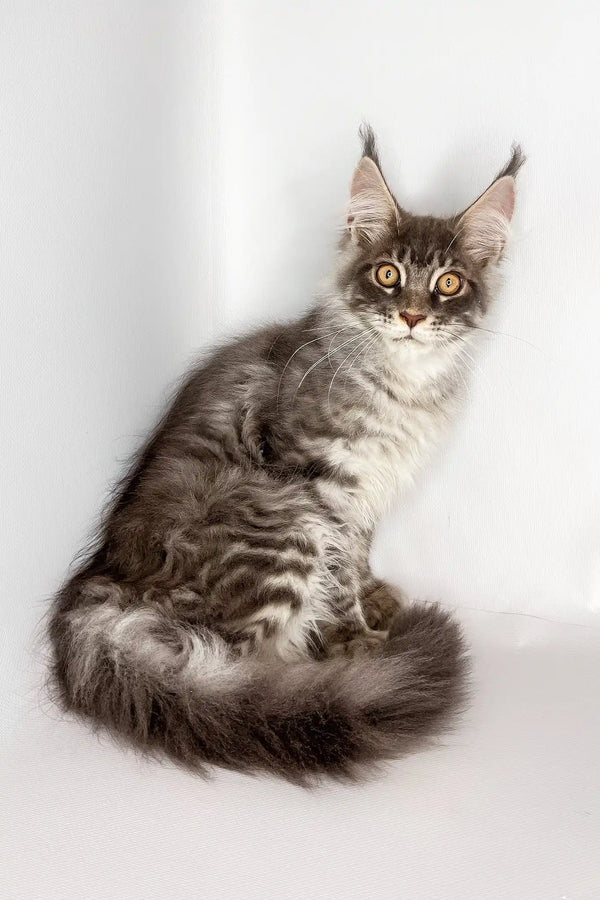 Winston | maine coon kitten