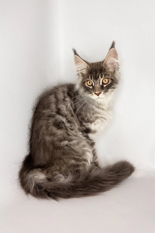 Winston | maine coon kitten